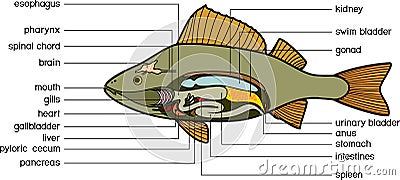 Internal anatomy of fish. Educational material with structure of perch Perca fluviatilis for biology lesson Vector Illustration